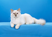 CAT 01 CH0034 01
Birman Lilac Point Laying In Light Blue Studio
