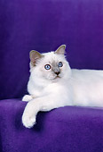 CAT 01 CH0035 01
Birman Lilac Point Laying In Purple Studio