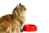 CAT 01 GL0005 01
Tortoiseshell Persian Cat Sitting By Red Food Bowl On White Seamless