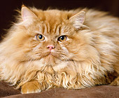 CAT 01 GL0006 01
Close-Up Of Red Persian Cat Laying On Cushion