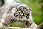 CAT 01 GL0008 01
Close-Up Of Pallas's Cat Standing On Branch