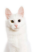 CAT 01 JE0001 01
Head Shot Of White Turkish Angora Sitting On White Seamless