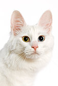 CAT 01 JE0002 01
Head Shot Of White Turkish Angora Sitting On White Seamless