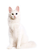 CAT 01 JE0003 01
White Turkish Angora Sitting On White Seamless