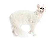 CAT 01 JE0004 01
White Turkish Angora Standing On White Seamless