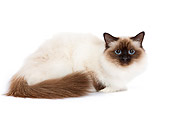 CAT 01 JE0005 01
Birman Cat Laying On White Seamless