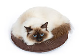 CAT 01 JE0006 01
Birman Cat Laying In Brown Cat Bed On White Seamless