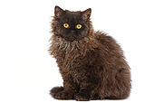 CAT 01 JE0009 01
Selkirk Rex Sitting On White Seamless