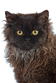 CAT 01 JE0010 01
Head Shot Of Selkirk Rex Sitting On White Seamless