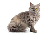 CAT 01 JE0011 01
Selkirk Rex Sitting On White Seamless