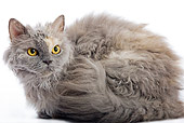 CAT 01 JE0012 01
Selkirk Rex Laying On White Seamless