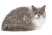 CAT 01 JE0013 01
Selkirk Rex Laying On White Seamless
