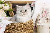 CAT 01 JE0014 01
Shaded Silver Persian Sitting In Basket