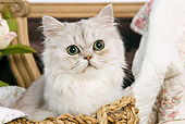CAT 01 JE0015 01
Shaded Silver Persian Sitting In Basket