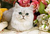 CAT 01 JE0016 01
Shaded Silver Persian Laying By Flowers