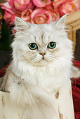 CAT 01 JE0017 01
Shaded Silver Persian Sitting By Flowers