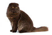 CAT 01 JE0018 01
Highland Fold Sitting On White Seamless