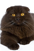 CAT 01 JE0019 01
Highland Fold Laying On White Seamless