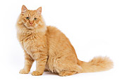 CAT 01 JE0020 01
Orange Siberian Cat Sitting On White Seamless