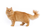 CAT 01 JE0021 01
Orange Siberian Cat Standing On White Seamless