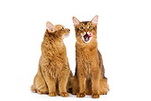 CAT 01 JE0022 01
Somali Sorrel Cats Sitting On White Seamless