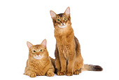 CAT 01 JE0023 01
Somali Sorrel Cats Laying And Sitting On White Seamless