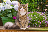 CAT 01 JE0024 01
Norwegian Forest Cat Sitting In Garden