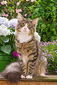 CAT 01 JE0025 01
Norwegian Forest Cat Sitting In Garden