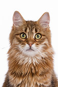 CAT 01 JE0032 01
Close-Up Of Orange Siberian Cat On White Seamless
