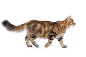 CAT 01 JE0038 01
Orange Siberian Cat Walking On White Seamless Profile