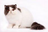 CAT 01 JE0045 01
Harlequin Persian Cat Sitting On White Seamless