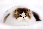 CAT 01 JE0046 01
Harlequin Persian Cat Laying On White Seamless