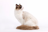 CAT 01 JE0047 01
Ragdoll Cat Sitting On White Seamless Looking Back