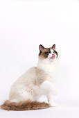 CAT 01 JE0048 01
Ragdoll Cat Sitting On White Seamless Licking Lips