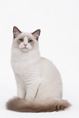 CAT 01 JE0049 01
Ragdoll Cat Sitting On White Seamless