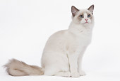 CAT 01 JE0050 01
Ragdoll Cat Sitting On White Seamless