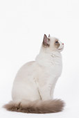 CAT 01 JE0051 01
Ragdoll Cat Sitting On White Seamless Profile