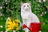 CAT 01 JE0052 01
Ragdoll Cat Sitting On Grass With Bouquet Of Yellow Tulips, Daisies And Red Watering Can