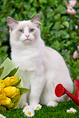 CAT 01 JE0053 01
Ragdoll Cat Sitting On Grass With Bouquet Of Yellow Tulips, Daisies And Red Watering Can