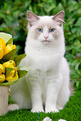 CAT 01 JE0054 01
Ragdoll Cat Sitting On Grass With Bouquet Of Yellow Tulips
