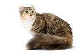 CAT 01 JE0055 01
Brown Tortoiseshell Tabby Sitting On White Seamless