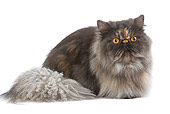 CAT 01 JE0058 01
Smoke Colored Tortie Persian Cat Laying On White Seamless