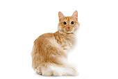 CAT 01 JE0059 01
Orange Tabby Turkish Angora Cat Sitting On White Seamless