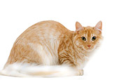 CAT 01 JE0060 01
Orange Tabby Turkish Angora Cat Laying On White Seamless
