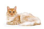 CAT 01 JE0061 01
Orange Tabby Turkish Angora Cat Laying On White Seamless