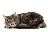 CAT 01 JE0062 01
Maine Coon Tabby Cat Laying On White Seamless