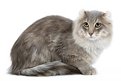 CAT 01 JE0063 01
American Curl Tabby Cat Laying On White Seamless