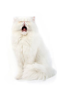CAT 01 JE0064 01
White Persian Cat Sitting On White Seamless Yawning