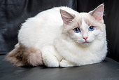 CAT 01 JE0065 01
Ragdoll Cat Laying On Cushion