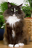 CAT 01 JE0066 01
Norwegian Forest Cat Sitting By Plant